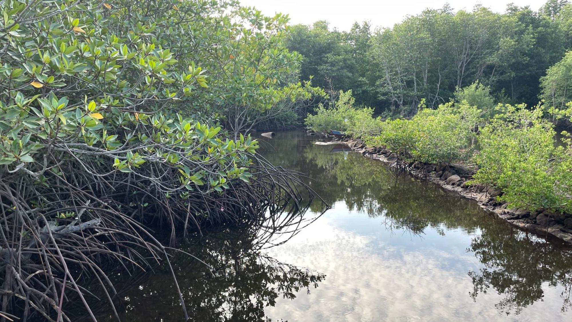 Mangrove Inn Karimunjawa Exteriér fotografie